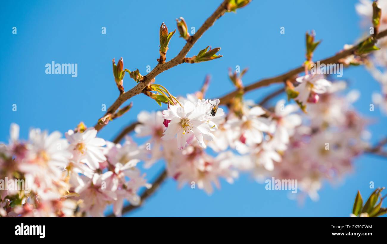 Rafz, Schweiz - 27. März 2022: Die japanische Kirschblüte zeigte ihre volle Pracht. Stock Photo