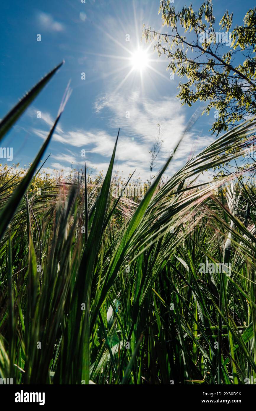 Agricultural green field sunny hi-res stock photography and images - Alamy
