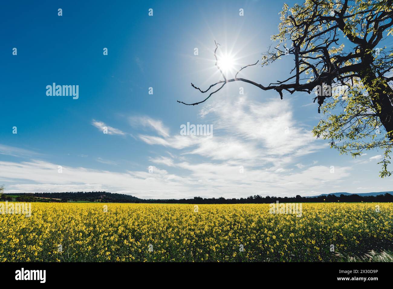 Agricultural green field sunny hi-res stock photography and images - Alamy