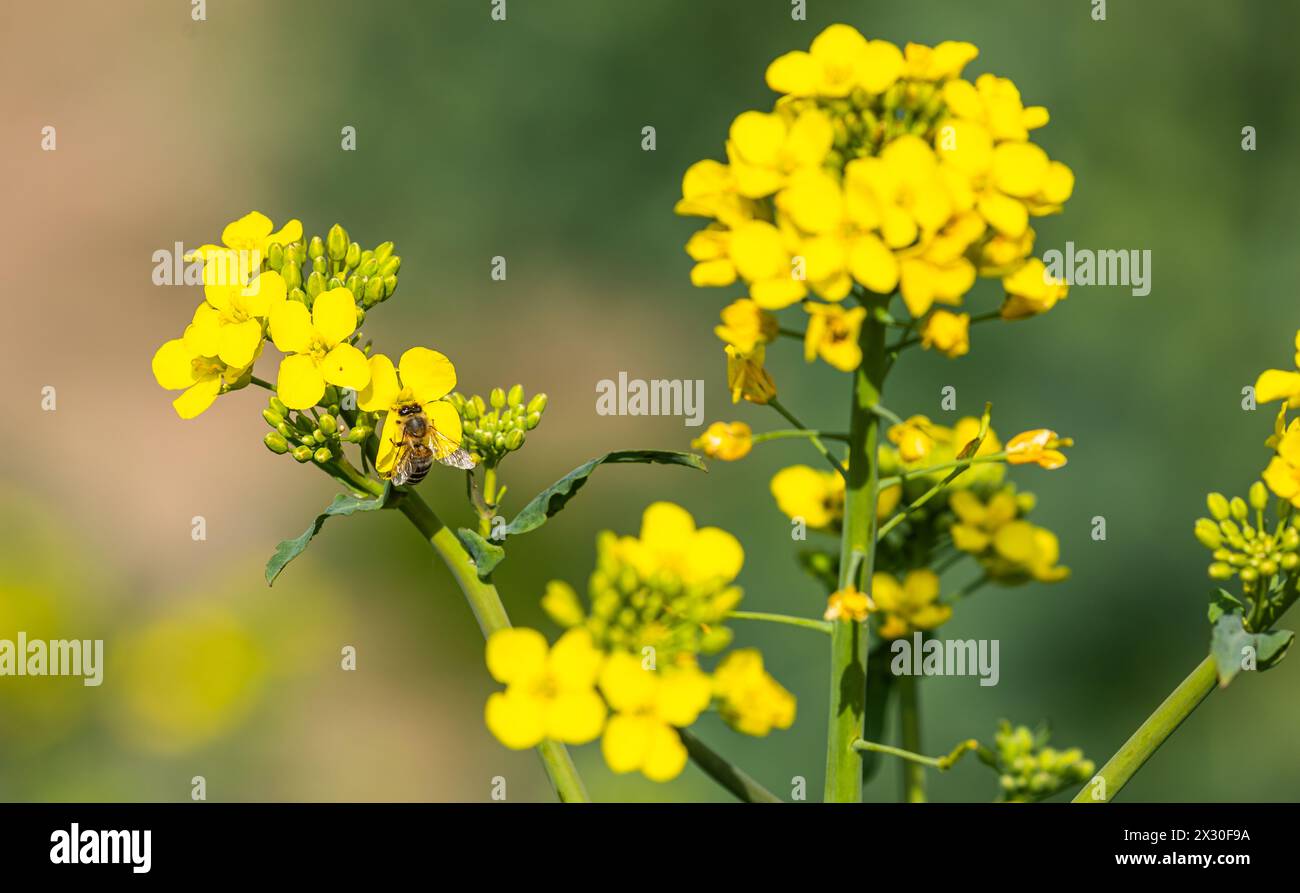 Eine Biene fliegt bei blühendem Raps auf einem Agrarfeld im Zürcher Weinland. (Andelfingen, Schweiz, 15.04.2022) Stock Photo