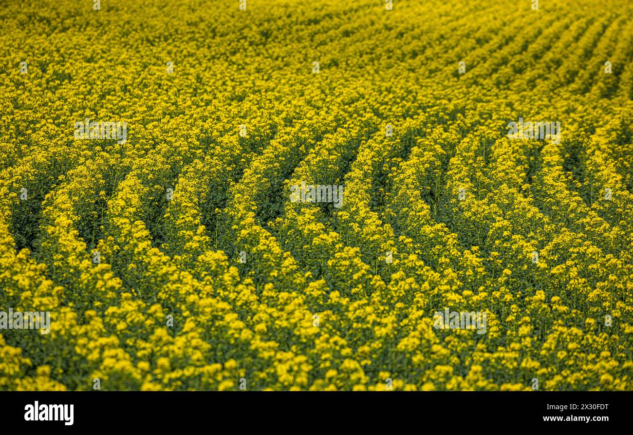 Blühender Raps im Frühling auf einem Agrarfeld im Zürcher Weinland. (Andelfingen, Schweiz, 15.04.2022) Stock Photo