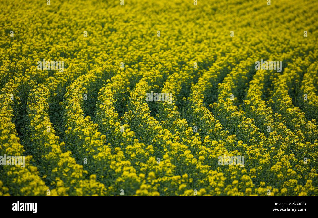 Blühender Raps im Frühling auf einem Agrarfeld im Zürcher Weinland. (Andelfingen, Schweiz, 15.04.2022) Stock Photo
