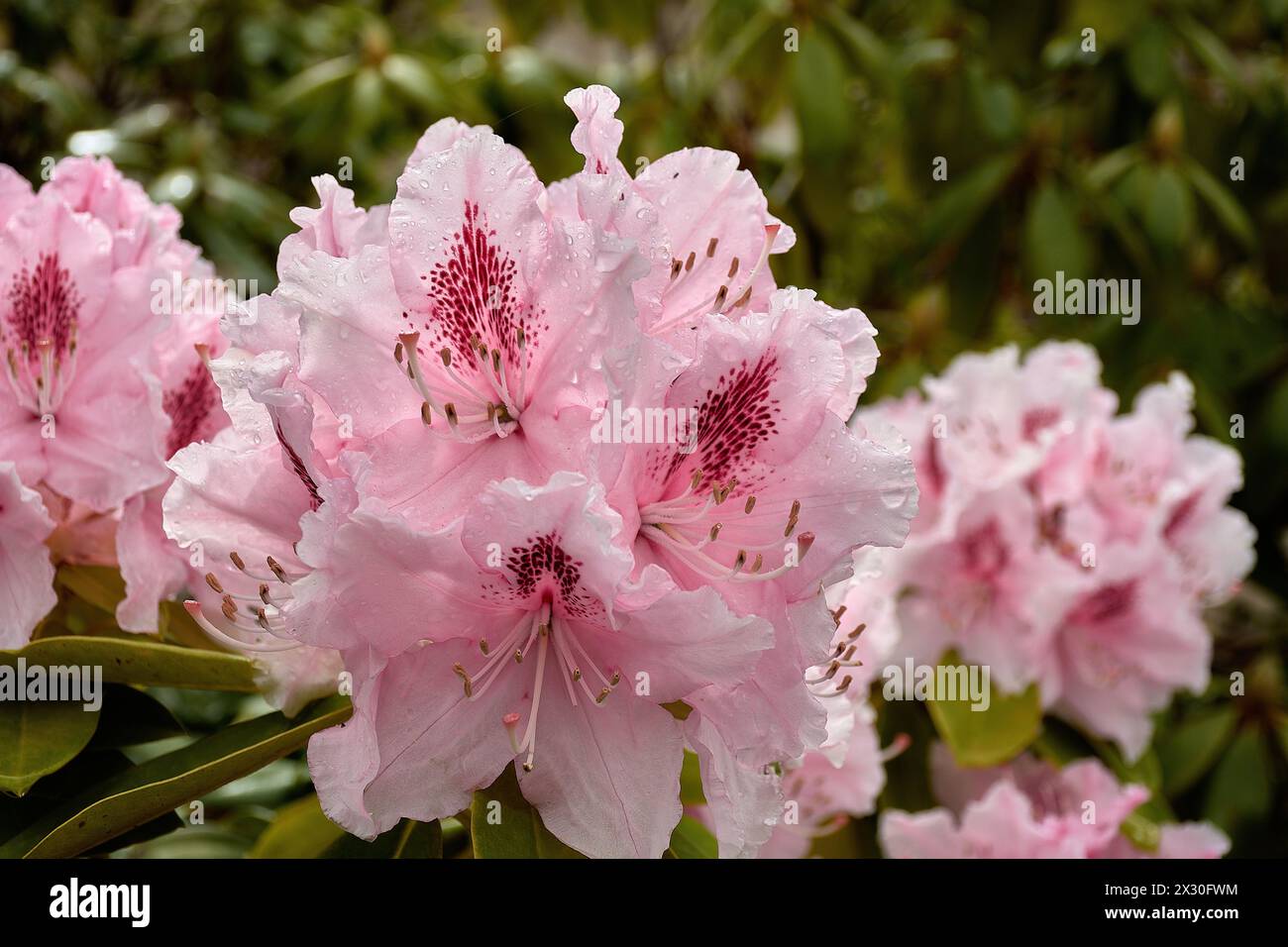 Bouquet of pink rhododendron hi-res stock photography and images - Alamy