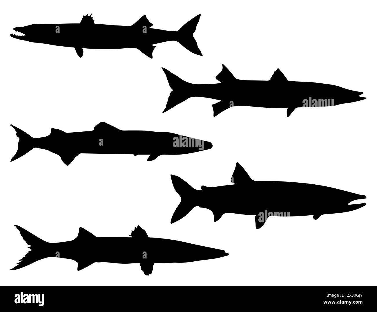 Species barracuda hi-res stock photography and images - Alamy