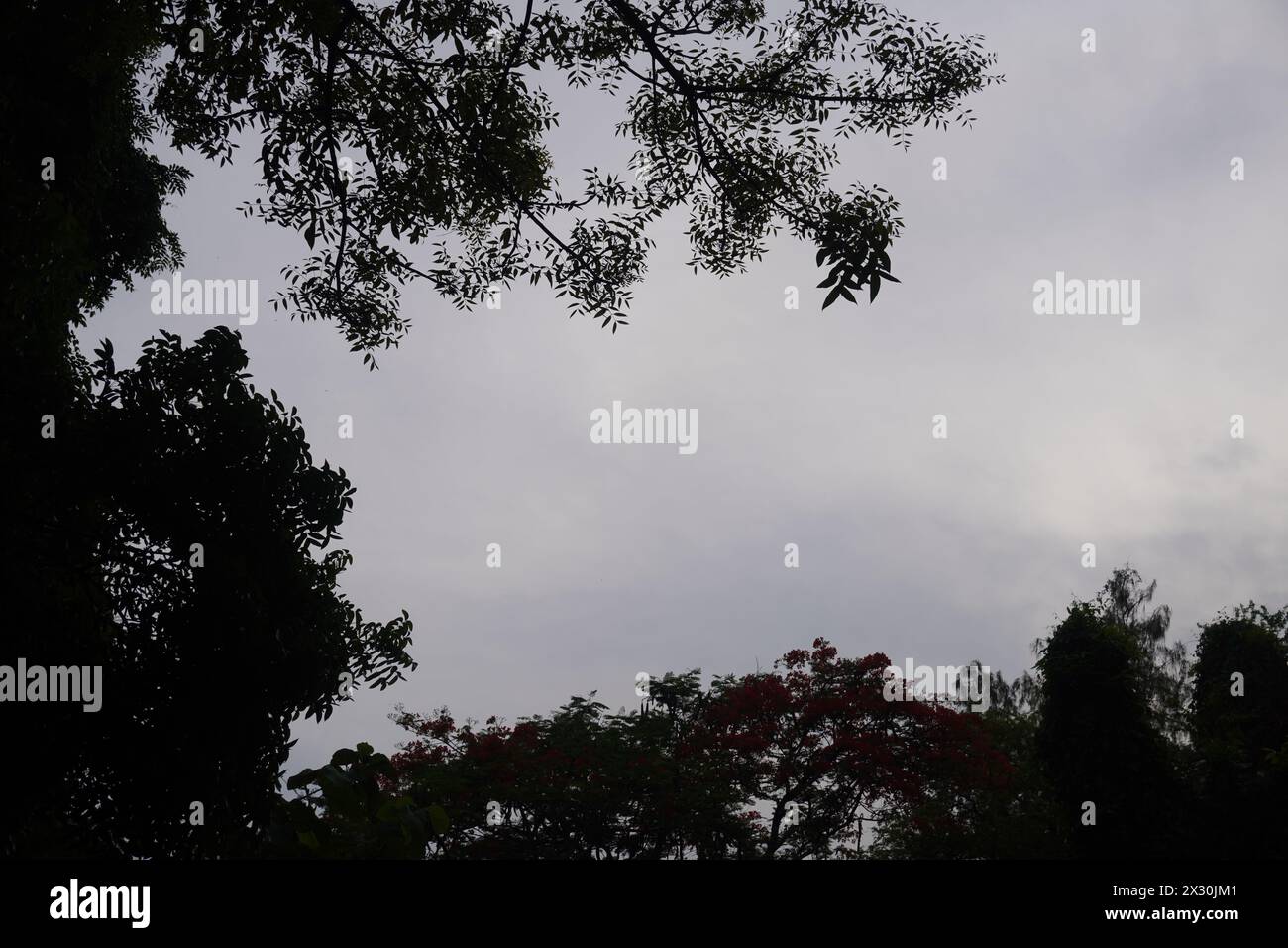 Twilight sky with tree leaves and dark clouds Stock Photo - Alamy