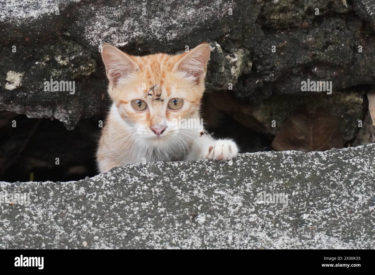 A small orange white cat peeking out behind the gutter and looking at the camera Stock Photo