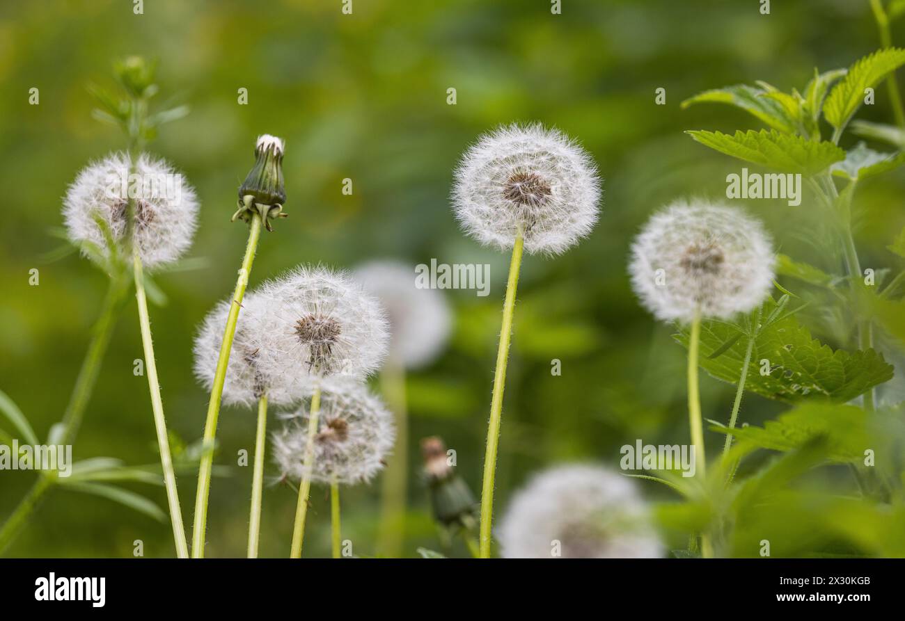 Löwenzahn im Stadium mit Pollen. Der Pollenflug kann bei verschiedenen Menschen Allergien auslösen. (Laufen-Uhwiesen, Schweiz, 16.05.2022) Stock Photo