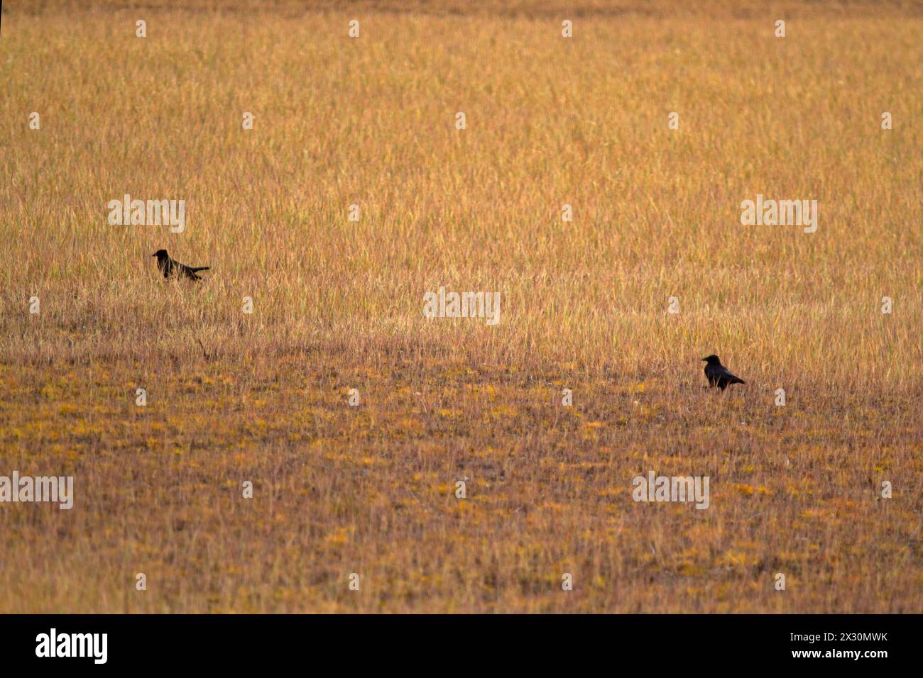 Two Carrion crows foraging in a field, treated with glyphosate Stock Photo