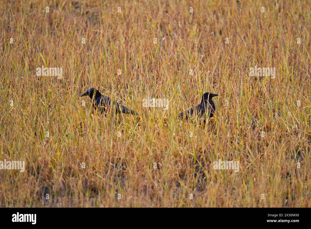 Two Carrion crows foraging in a field, treated with glyphosate Stock Photo