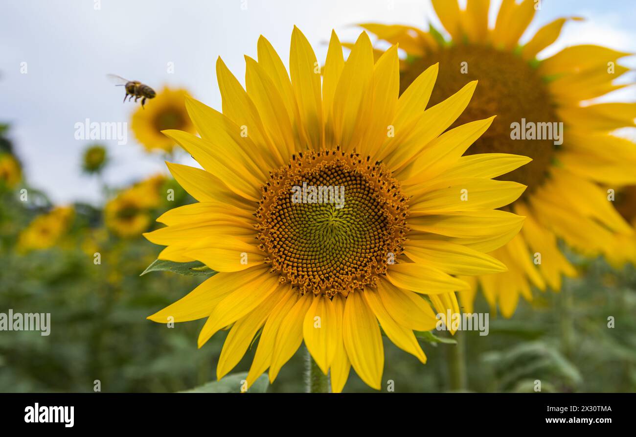 Ein blühendes Sonnenblumenfeld. Eine Biene ist bei der Arbeit. Der Rohstoff zeigt die jährliche Schönheit der Natur. (Dorf, Schweiz, 30.06.2022) Stock Photo