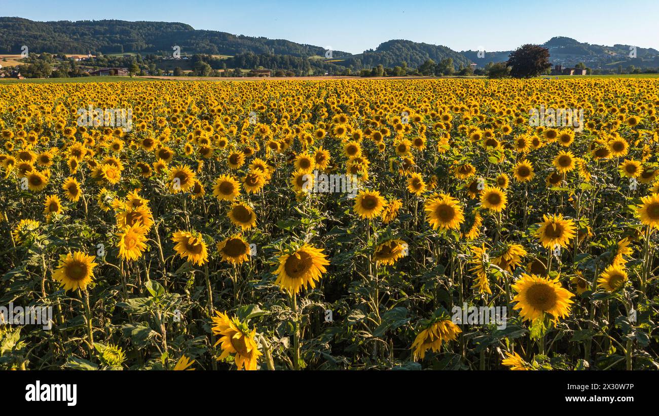 Ein Sonnenblumenfeld blüht im Zürcher Weinland. (Flaach, Schweiz, 02.07.2022) Stock Photo