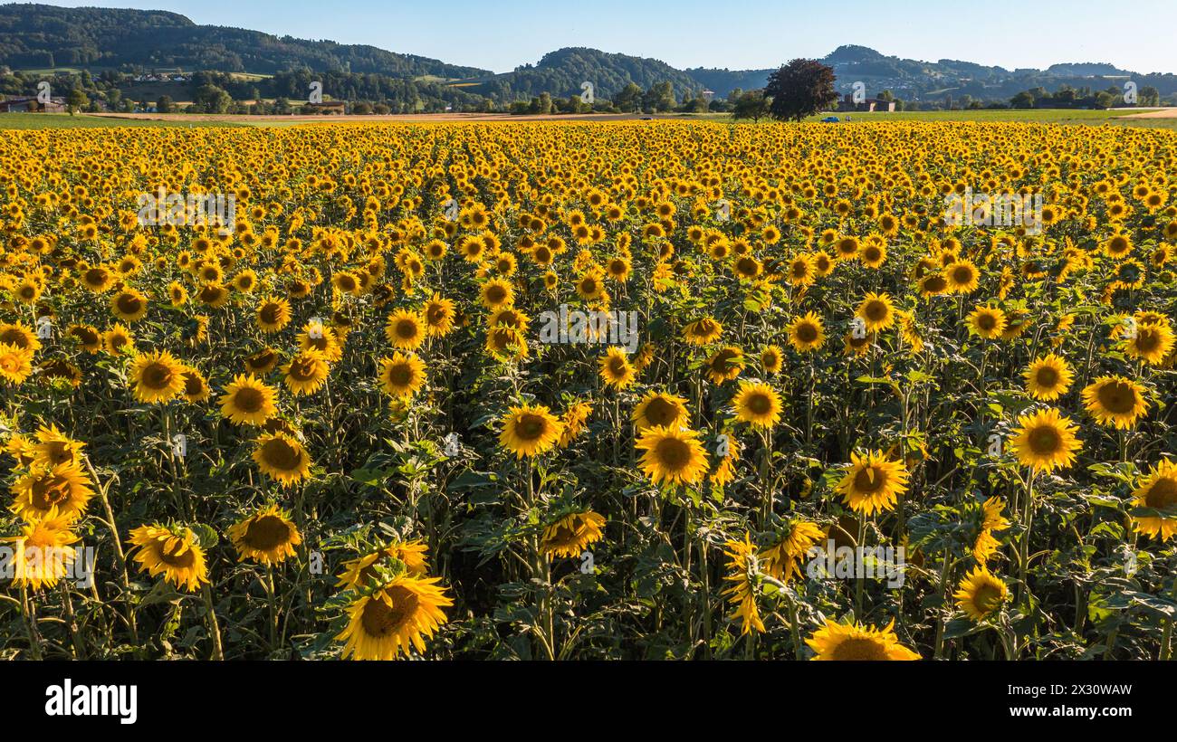Ein Sonnenblumenfeld blüht im Zürcher Weinland. (Flaach, Schweiz, 02.07.2022) Stock Photo