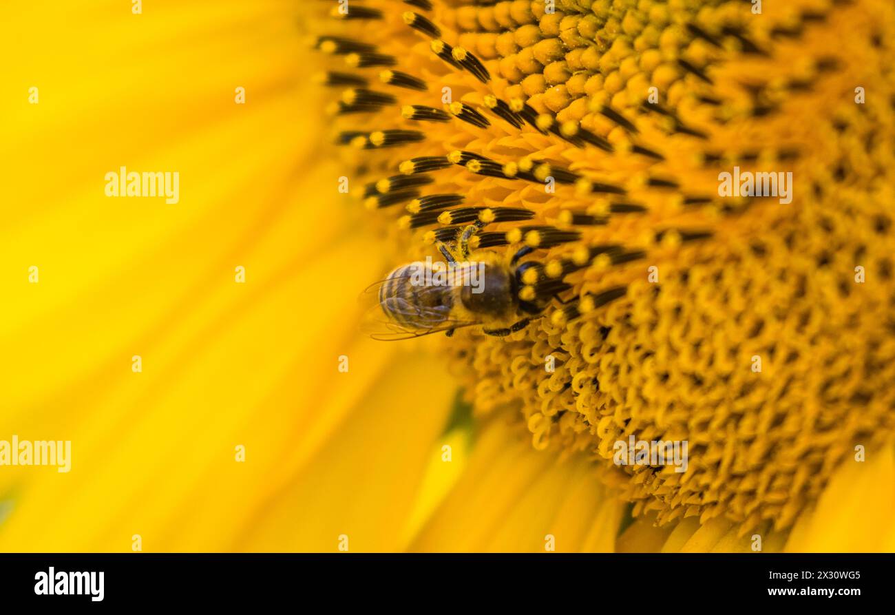 Ein blühendes Sonnenblumenfeld. Eine Biene ist bei der Arbeit. Der Rohstoff zeigt die jährliche Schönheit der Natur. (Dorf, Schweiz, 30.06.2022) Stock Photo