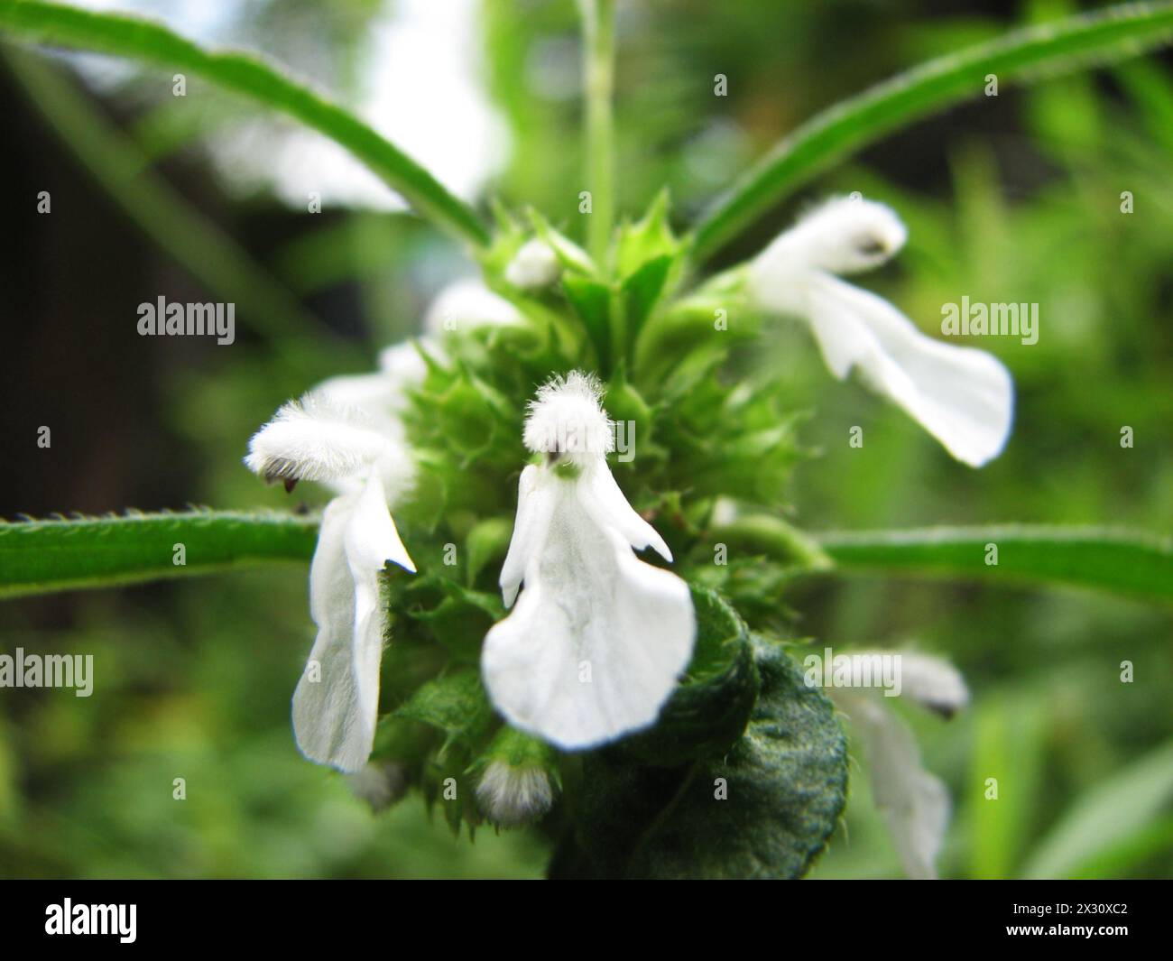 Leucas aspera plant in white bloom. Stock Photo