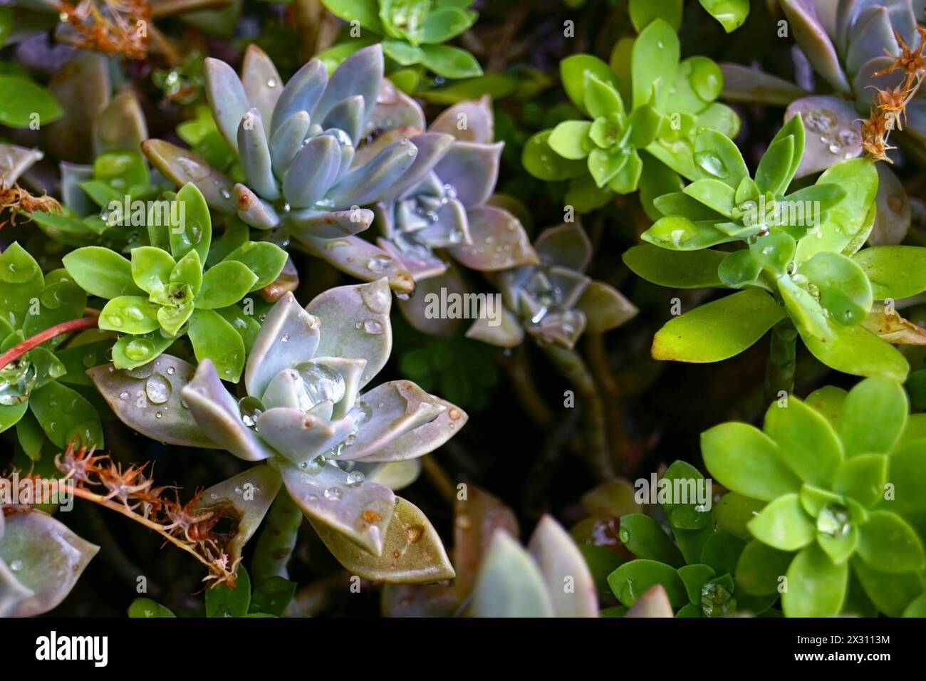 Sedum palmeri and Graptopetalum succulent leaves covered with water drops Stock Photo