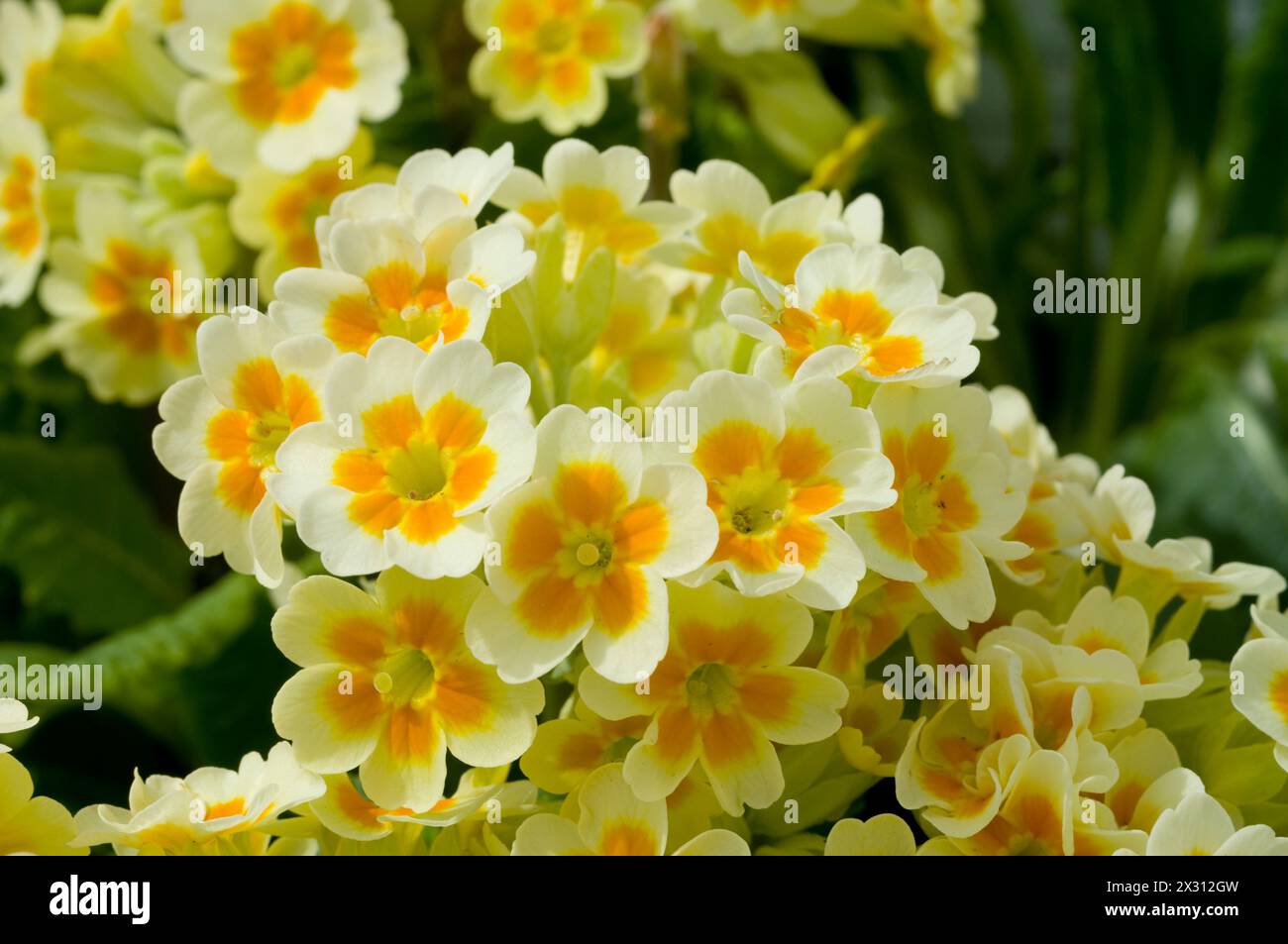 Primula 'Lime with Orange' Stock Photo