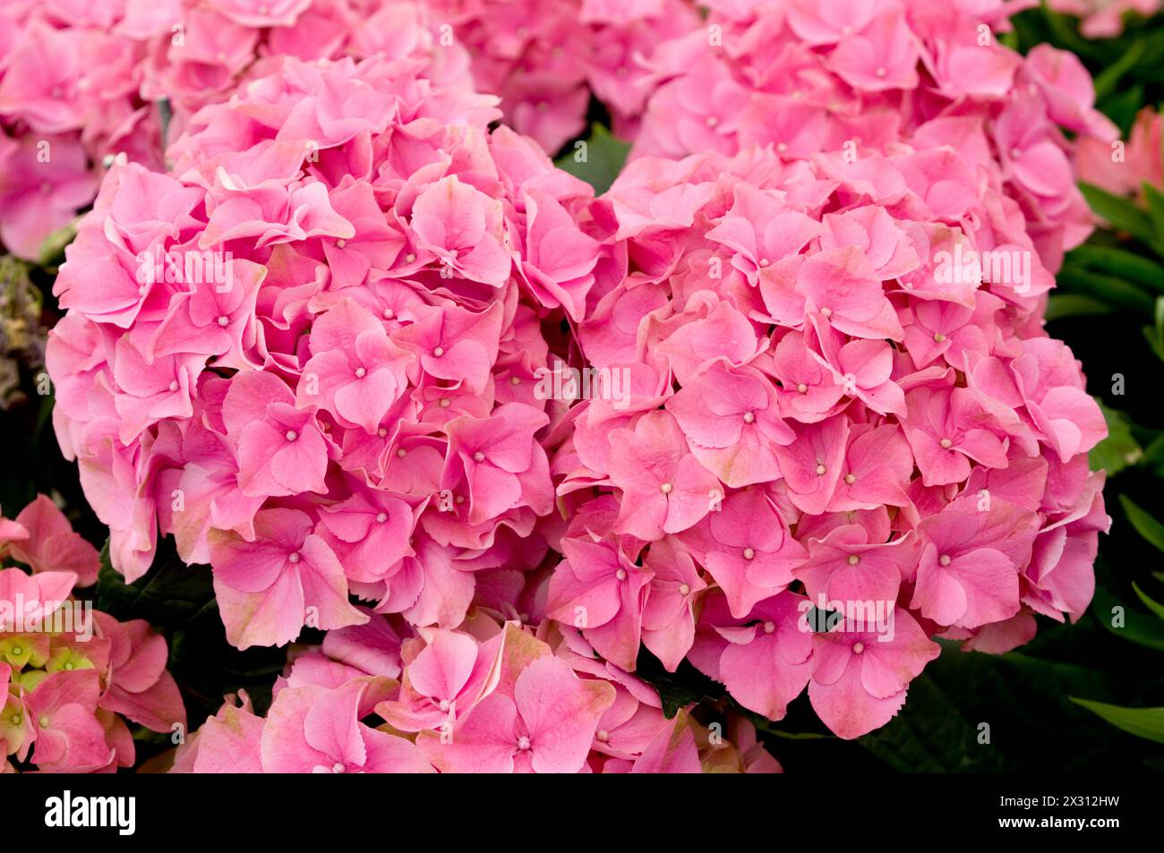 Hydrangea 'Rose pink' Stock Photo