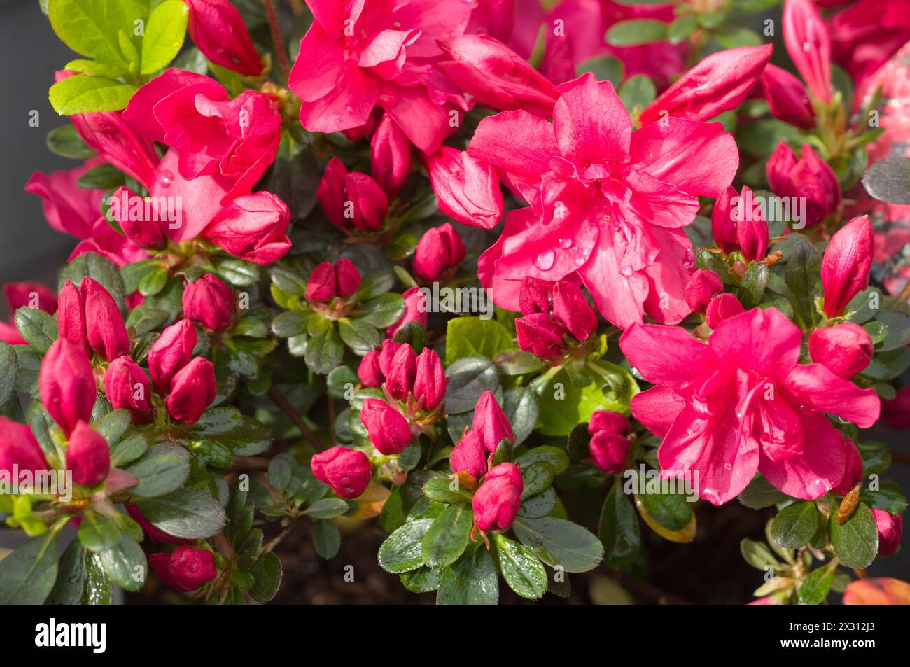 Rhododendron 'Mother's Day' Stock Photo
