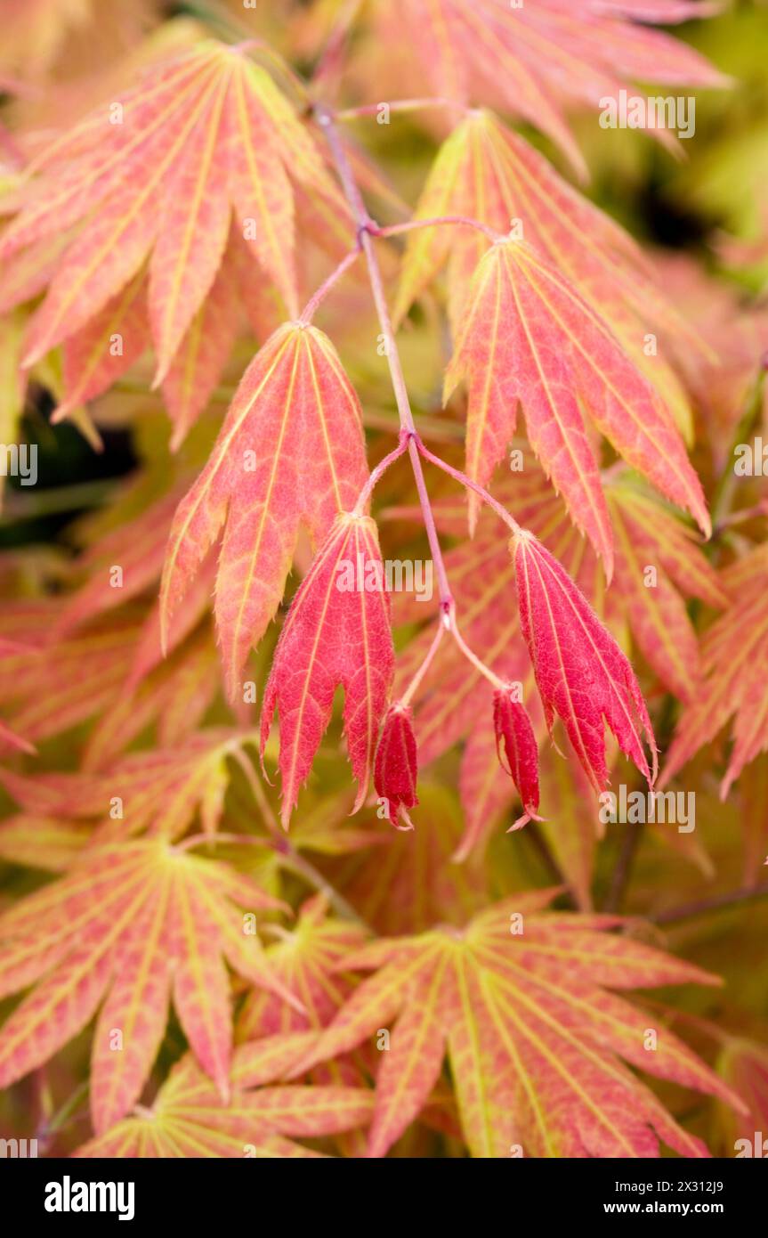 Japanese maple acer shirasawanum hi-res stock photography and images ...