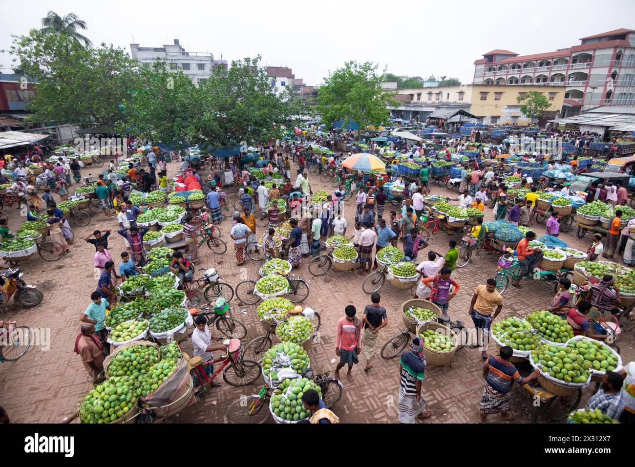 Chapainawabganj, Rajshahi, Bangladesh. 24th Apr, 2024. Thousands of ...