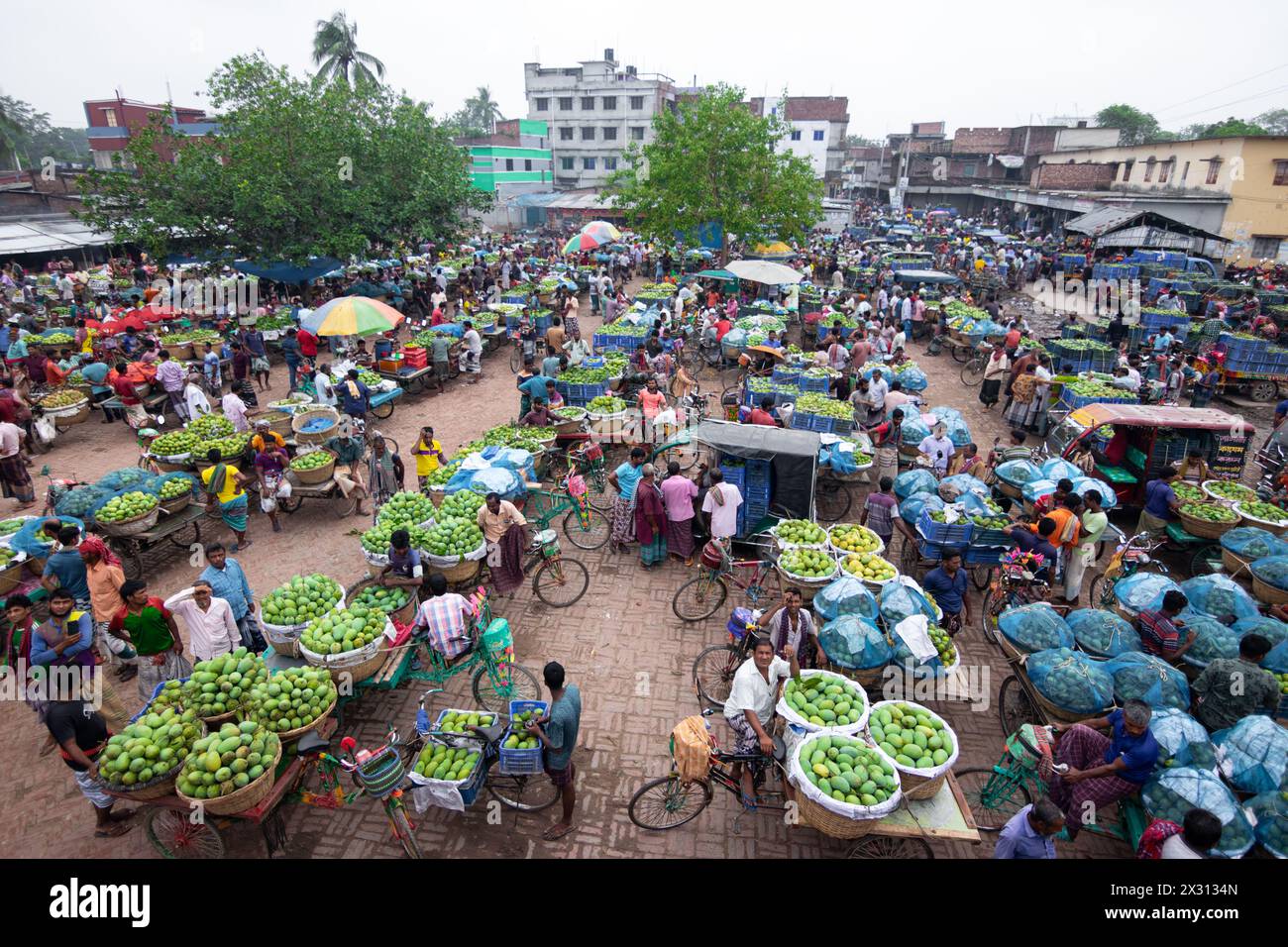 Chapainawabganj, Rajshahi, Bangladesh. 24th Apr, 2024. Thousands of ...