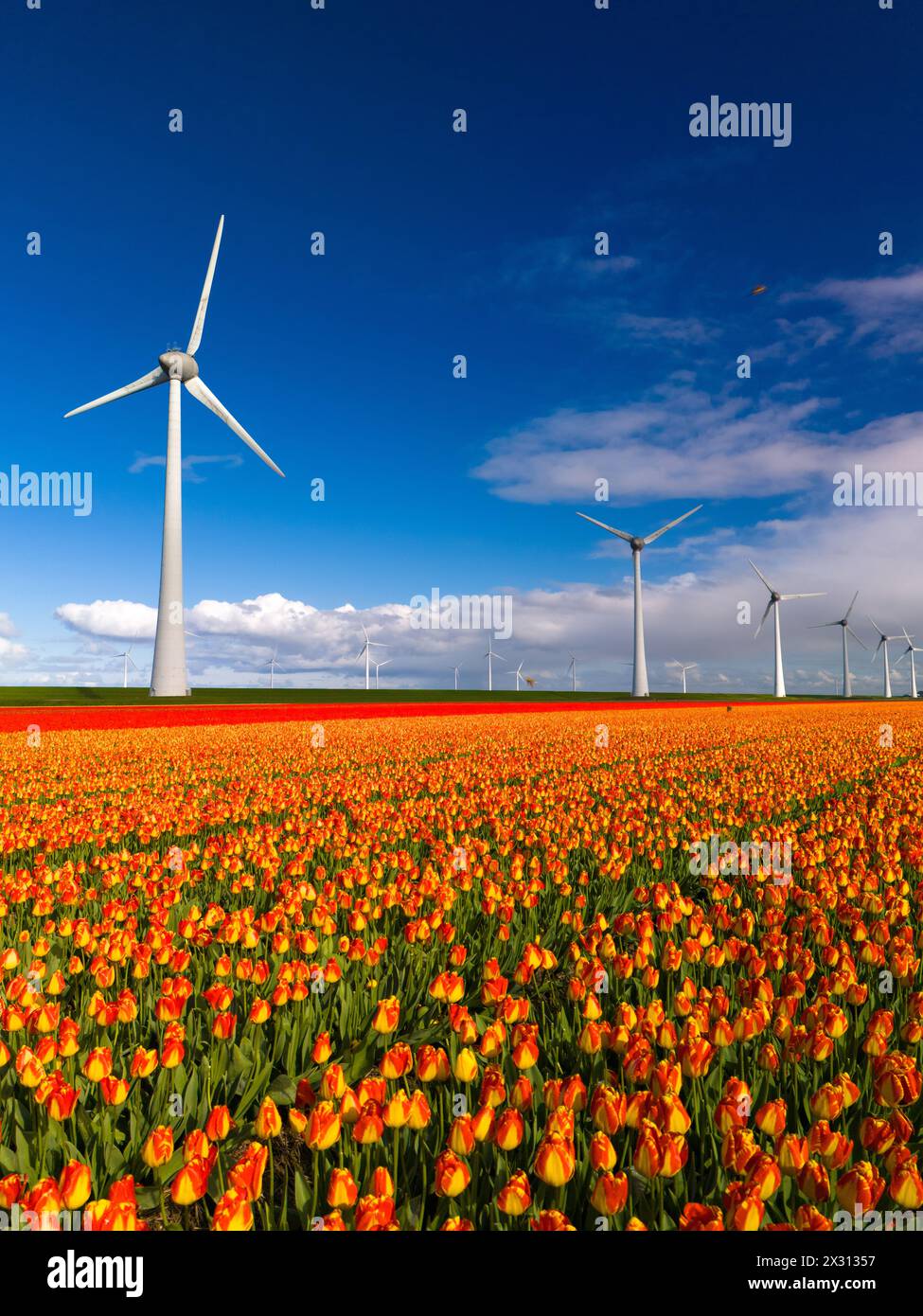windmill park with spring flowers and a blue sky, windmill park in the ...