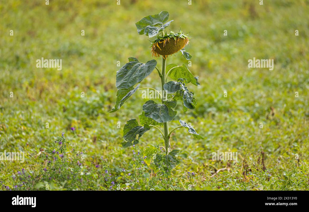 Eine einzige Sonnenblume steht auf einem Agrarfeld im Zürcher Weinland. (Flaach, Schweiz, 30.07.2022) Stock Photo