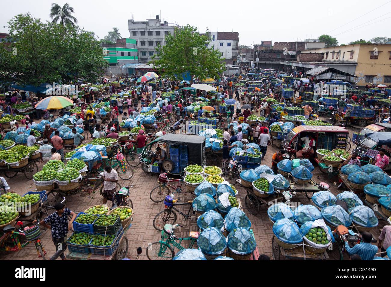 Chapainawabganj, Rajshahi, Bangladesh. 24th Apr, 2024. Thousands of ...