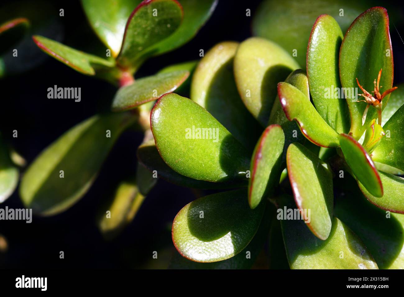 Close-up photograph of Crassula (Money plant) leaves illuminated by the sun Stock Photo