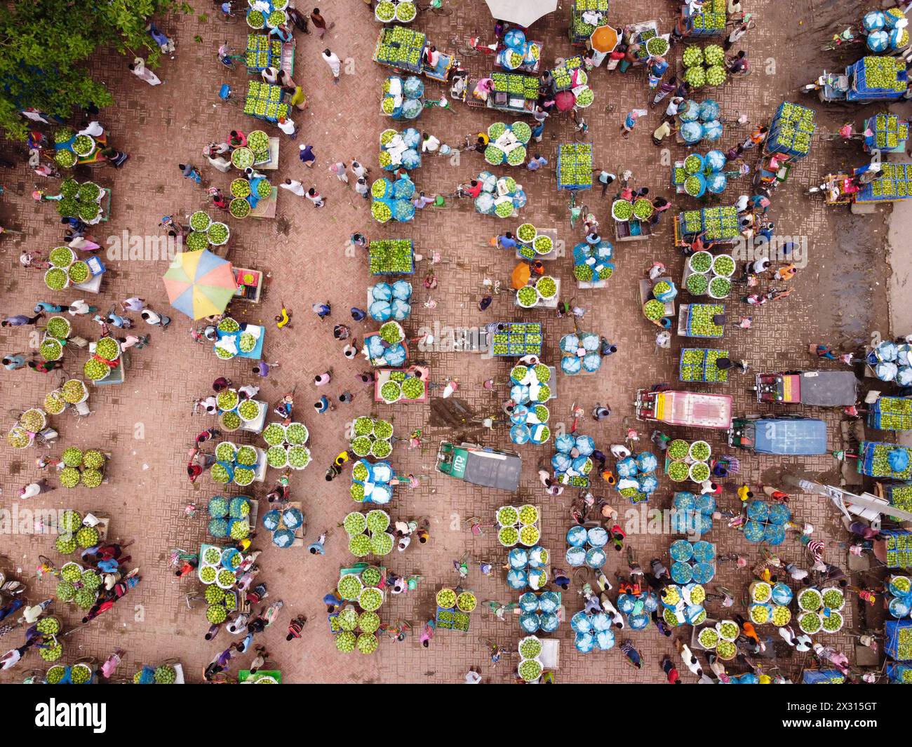 Chapainawabganj, Rajshahi, Bangladesh. 24th Apr, 2024. Thousands of ...