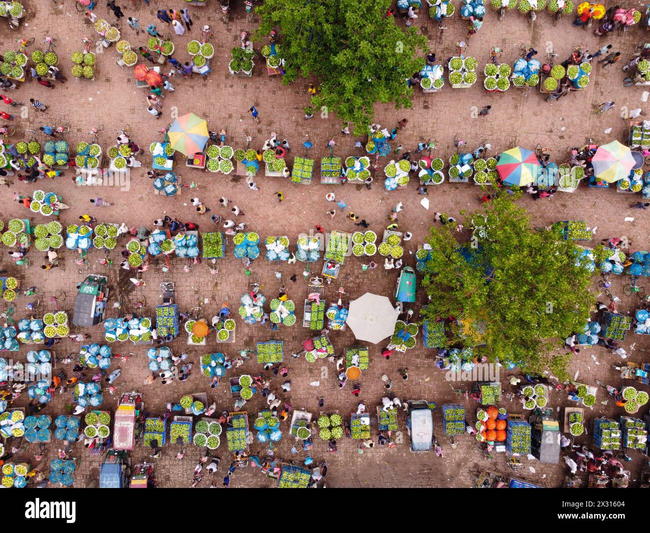 Chapainawabganj, Rajshahi, Bangladesh. 24th Apr, 2024. Thousands of ...