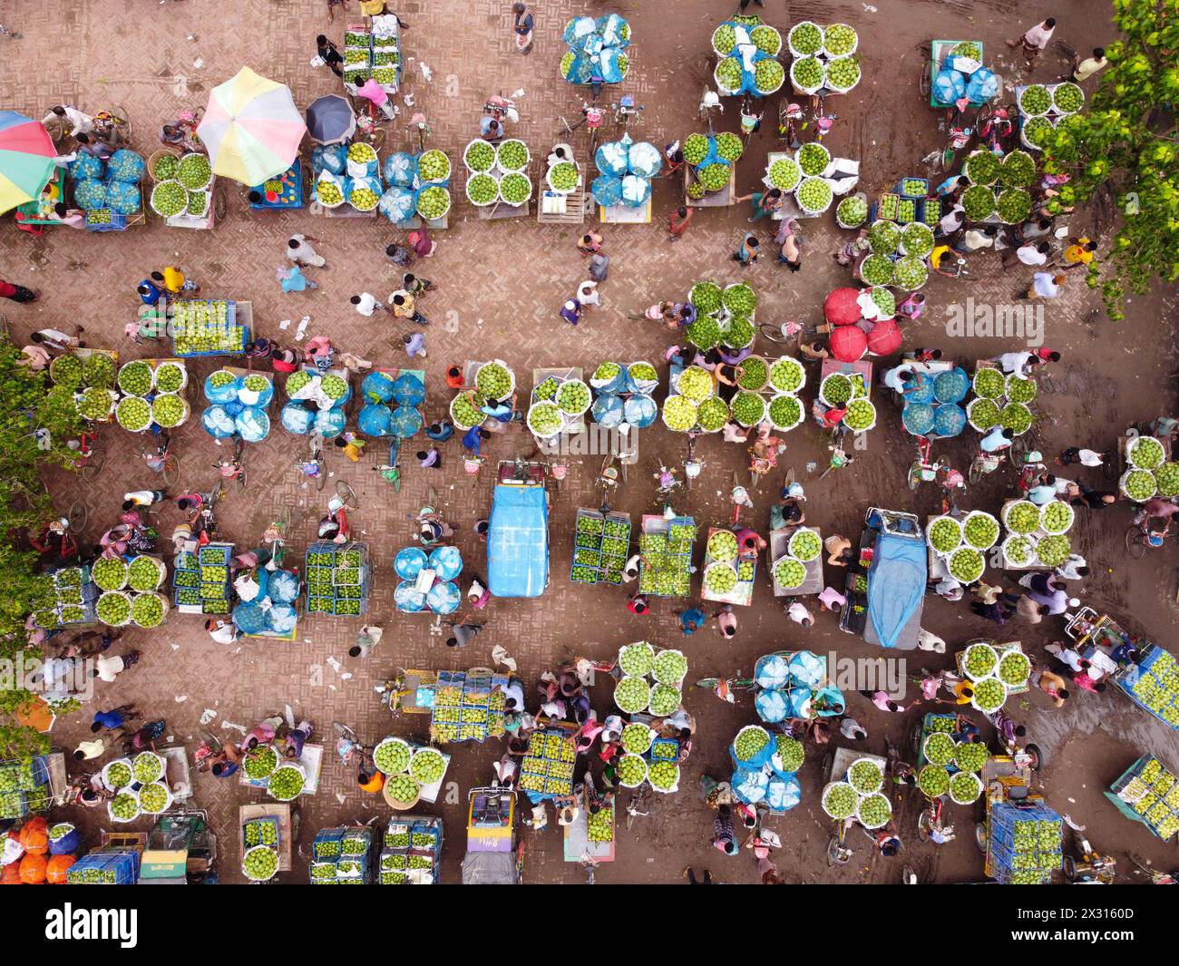 Chapainawabganj, Rajshahi, Bangladesh. 24th Apr, 2024. Thousands of ...