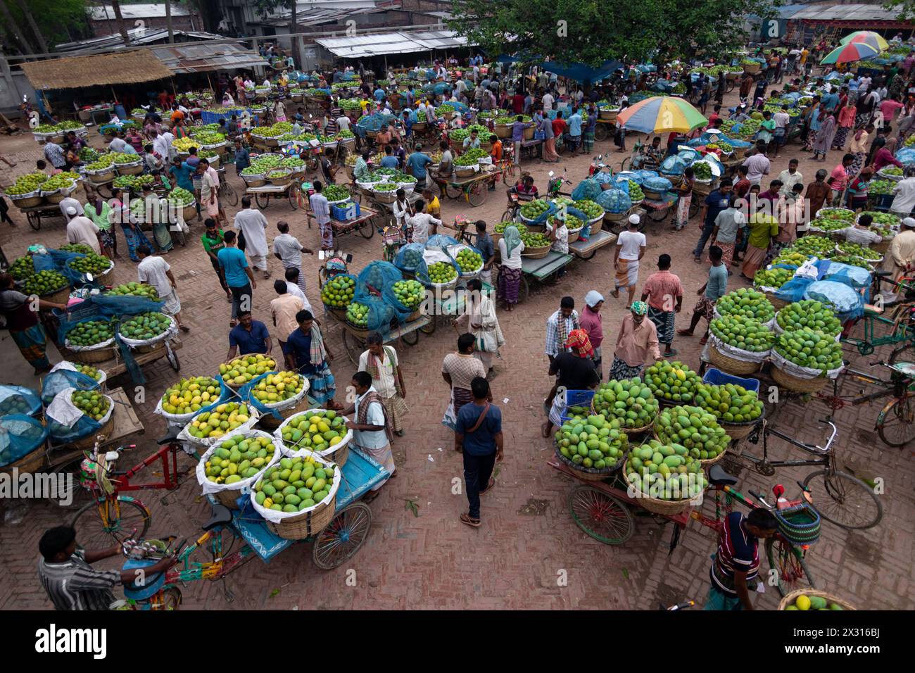 Chapainawabganj, Rajshahi, Bangladesh. 24th Apr, 2024. Thousands of ...