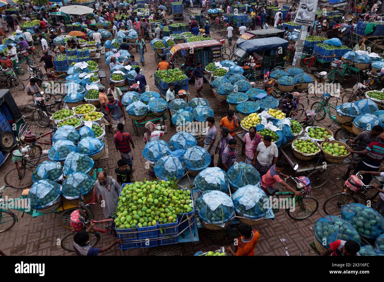 Chapainawabganj, Rajshahi, Bangladesh. 24th Apr, 2024. Thousands of ...