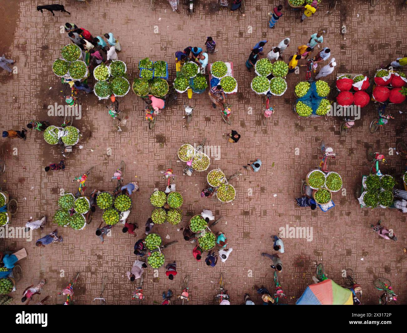 Chapainawabganj, Rajshahi, Bangladesh. 24th Apr, 2024. Thousands of ...