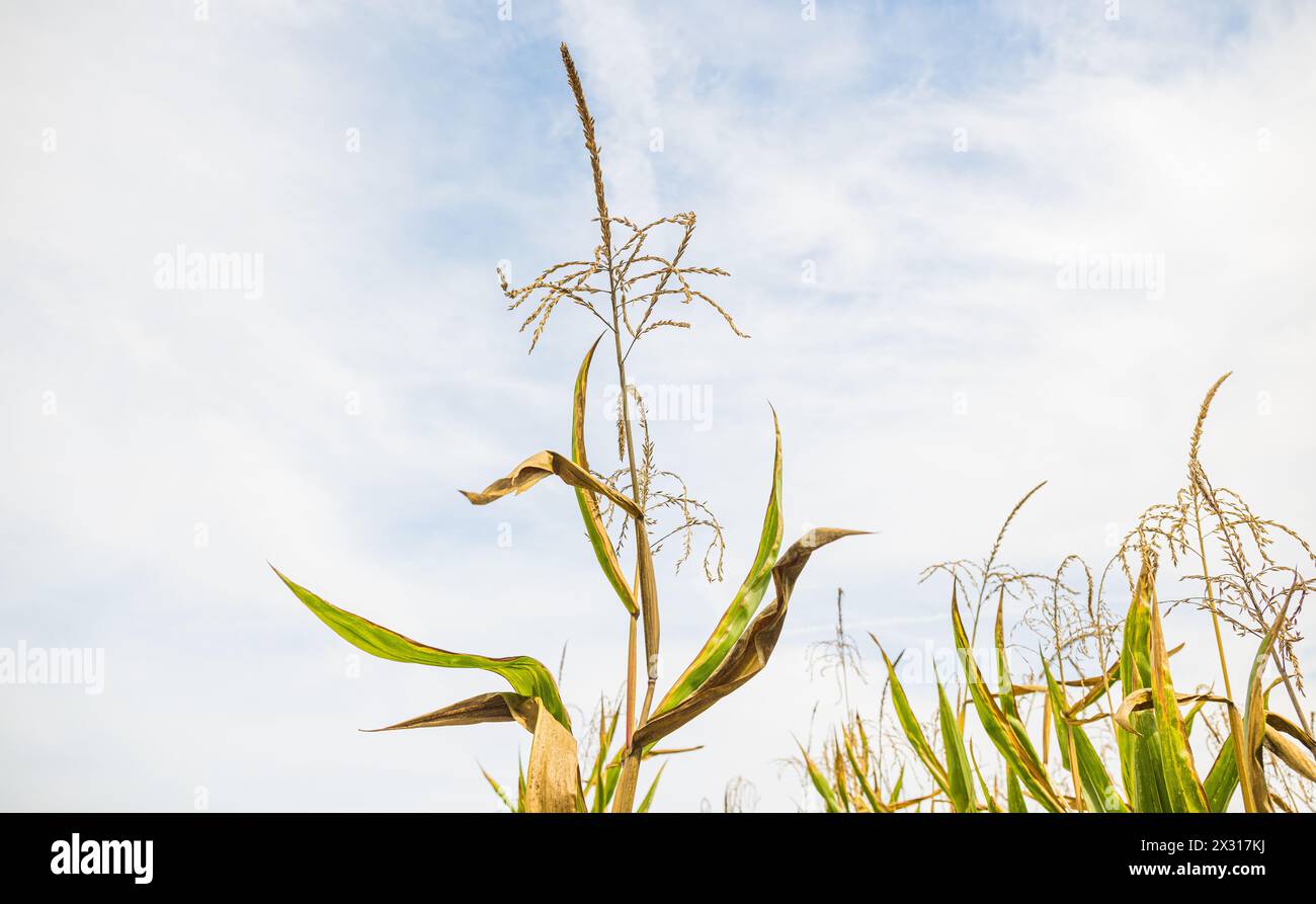 Die Dürreperiode der vergangenen Woche sieht man dem ausgetrockneten Maisfeld und trockenem Boden gut an. (Schwaderloch, Schweiz, 30.08.2022) Stock Photo