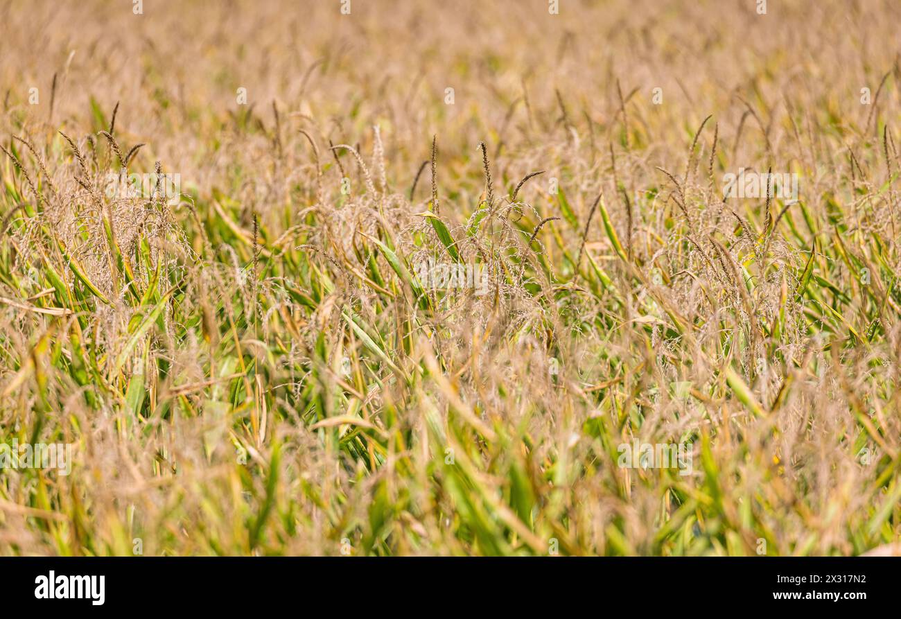 Die Dürreperiode der vergangenen Woche sieht man dem ausgetrockneten Maisfeld und trockenem Boden gut an. (Schwaderloch, Schweiz, 30.08.2022) Stock Photo