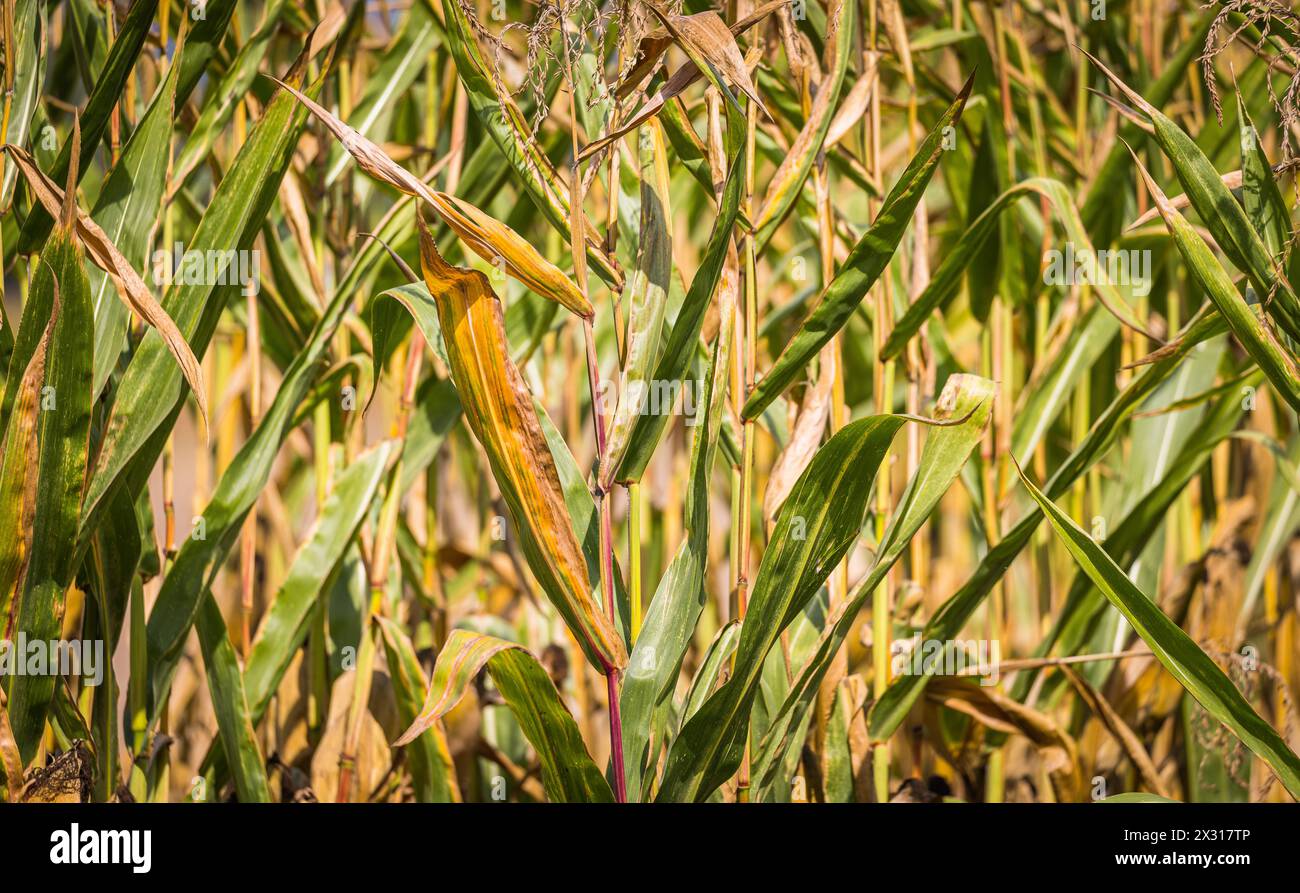 Die Dürreperiode der vergangenen Woche sieht man dem ausgetrockneten Maisfeld und trockenem Boden gut an. (Schwaderloch, Schweiz, 30.08.2022) Stock Photo