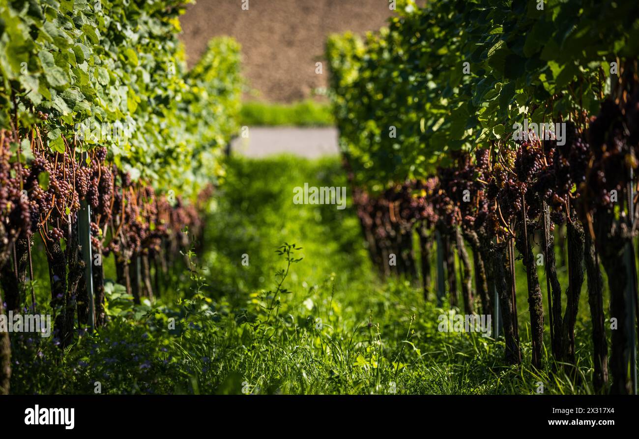 Mit der Gewürztraminer Traube wird eine spezieller Weiswein produziert. Sie gehört zur sorte der weissen Weintrauben. Hier wird sie im Rafzerfeld ange Stock Photo