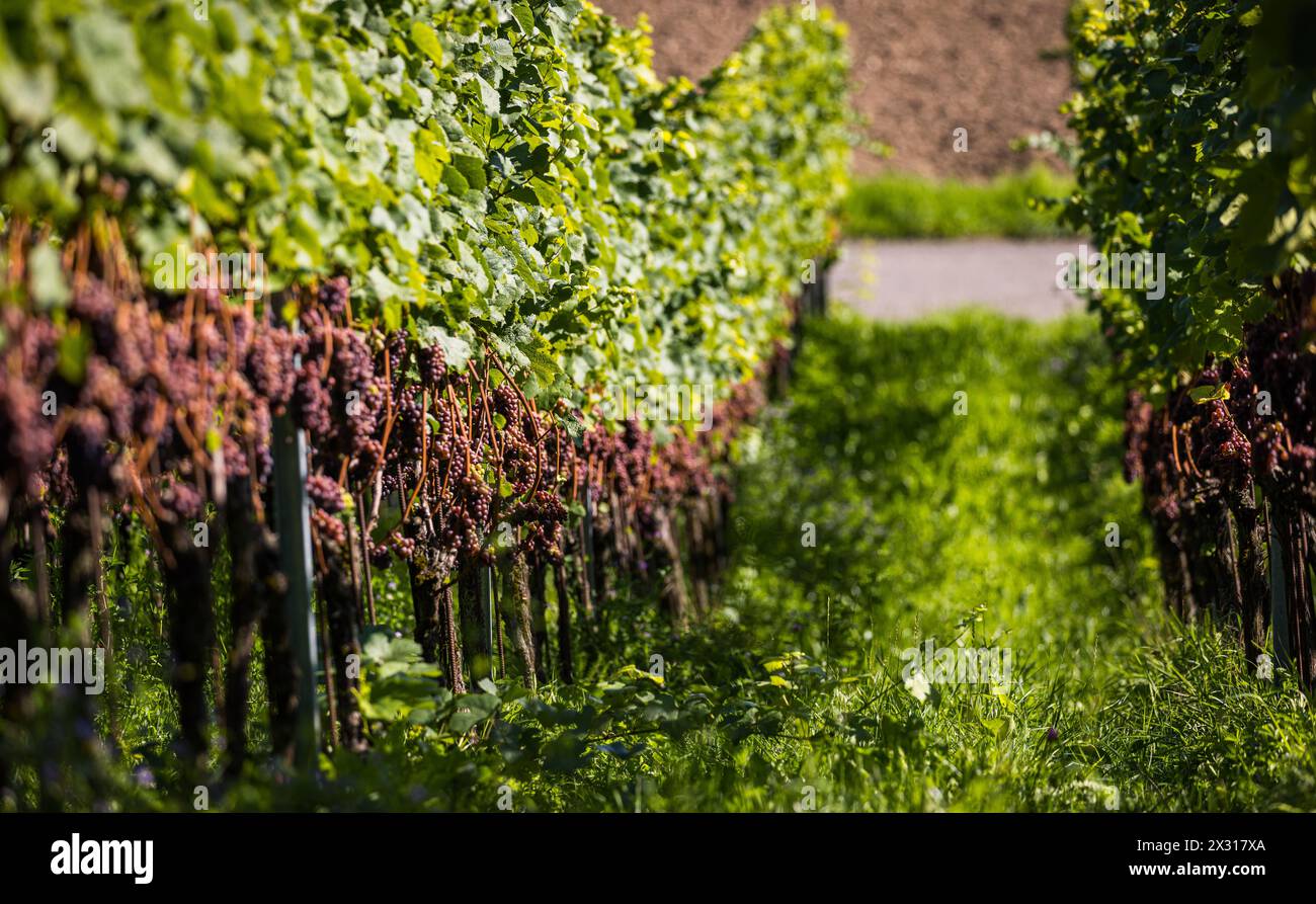 Mit der Gewürztraminer Traube wird eine spezieller Weiswein produziert. Sie gehört zur sorte der weissen Weintrauben. Hier wird sie im Rafzerfeld ange Stock Photo