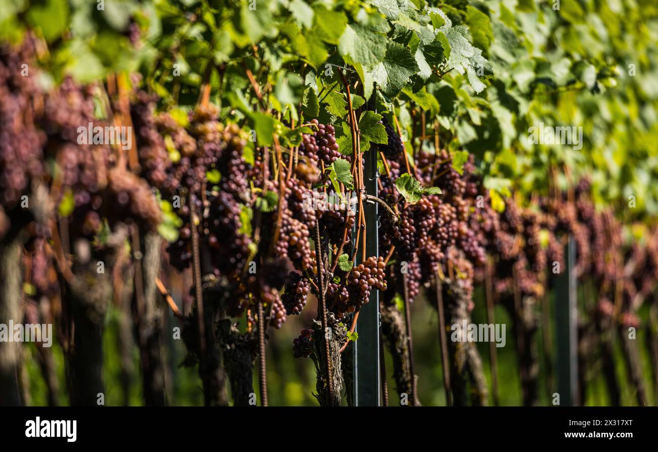 Mit der Gewürztraminer Traube wird eine spezieller Weiswein produziert. Sie gehört zur sorte der weissen Weintrauben. Hier wird sie im Rafzerfeld ange Stock Photo