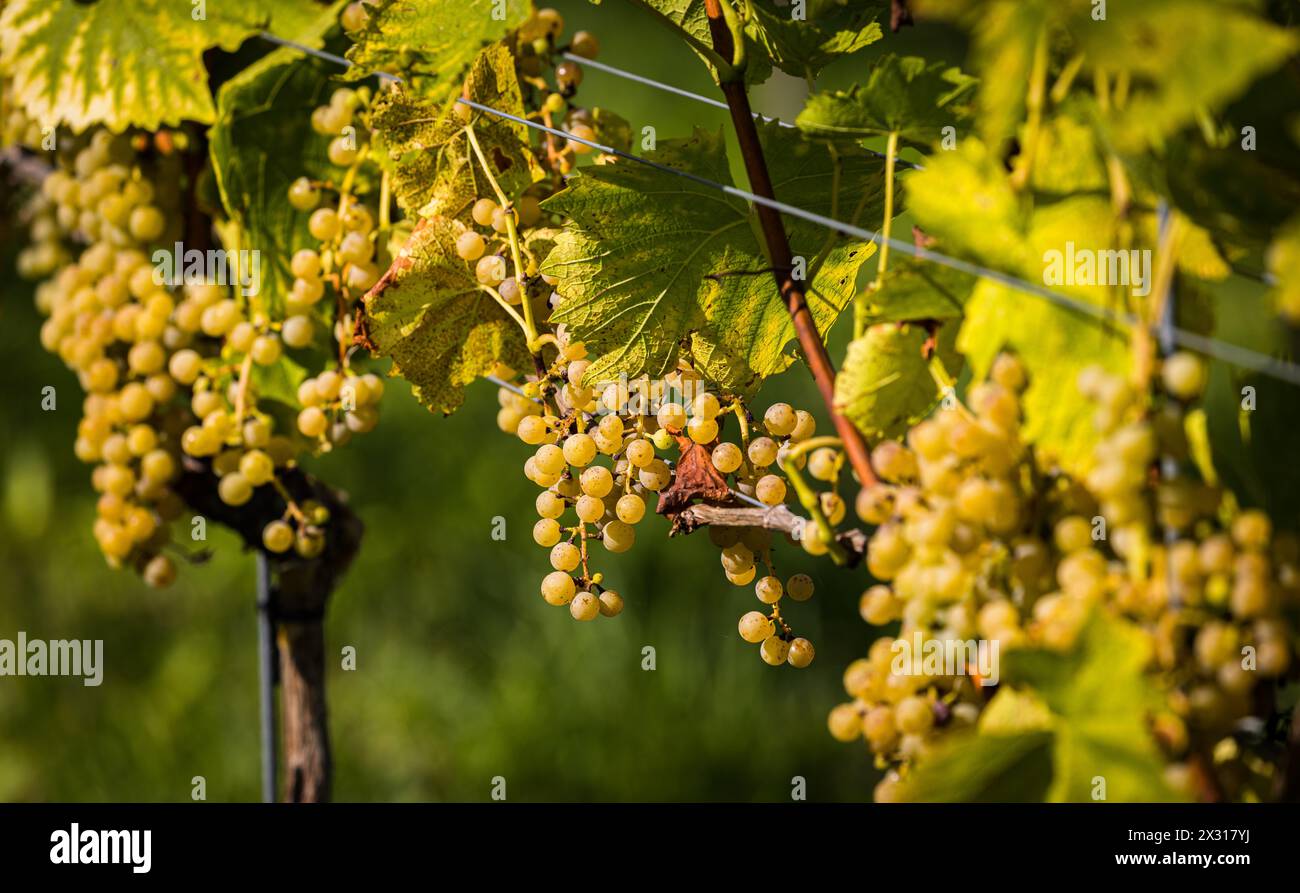 Weisse Weintrauben im Spätsommer im Rafzerfeld. Die Region ist bekannt für den Anbau von gutem Wein. (Rafz, Schweiz, 04.09.2022) Stock Photo