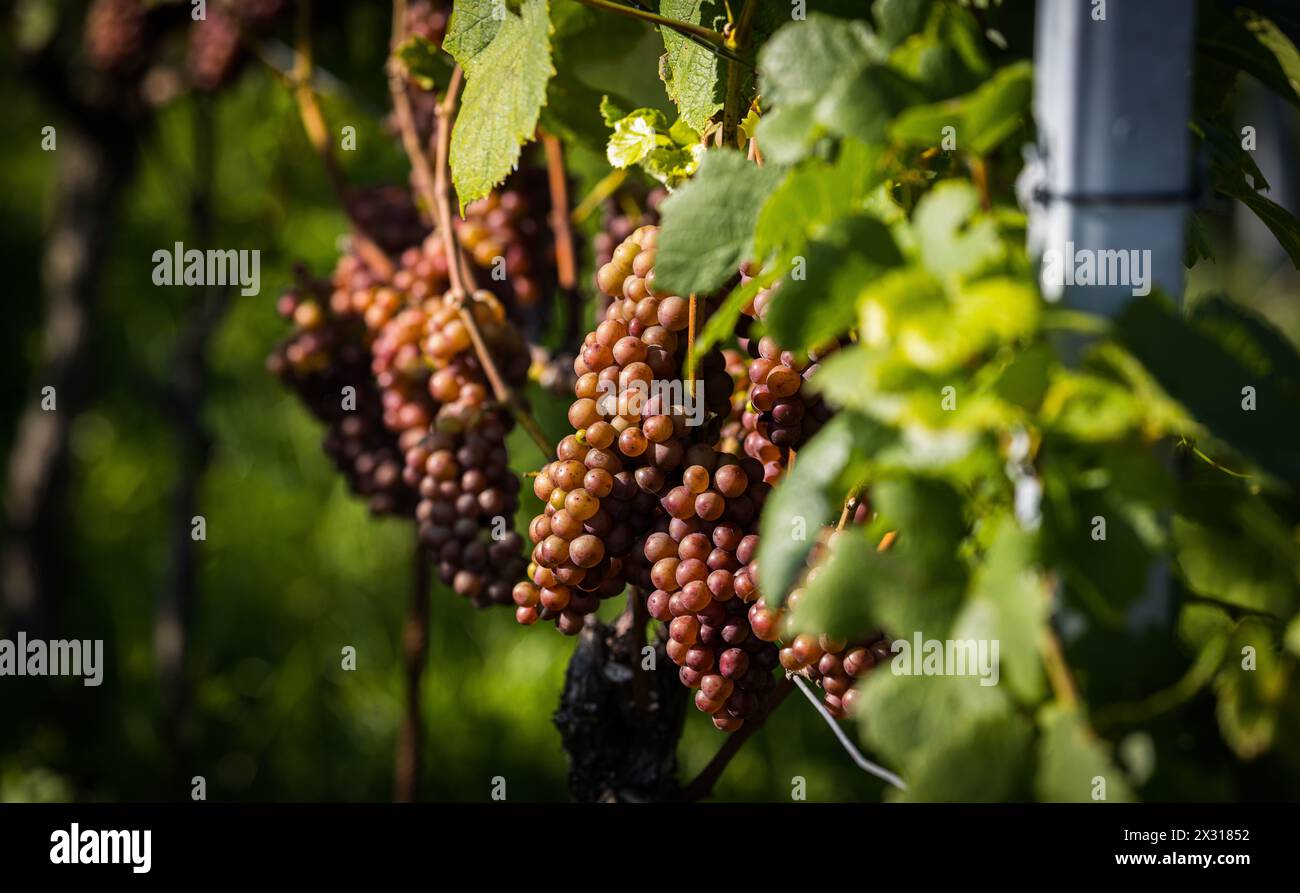 Mit der Gewürztraminer Traube wird eine spezieller Weiswein produziert. Sie gehört zur sorte der weissen Weintrauben. Hier wird sie im Rafzerfeld ange Stock Photo