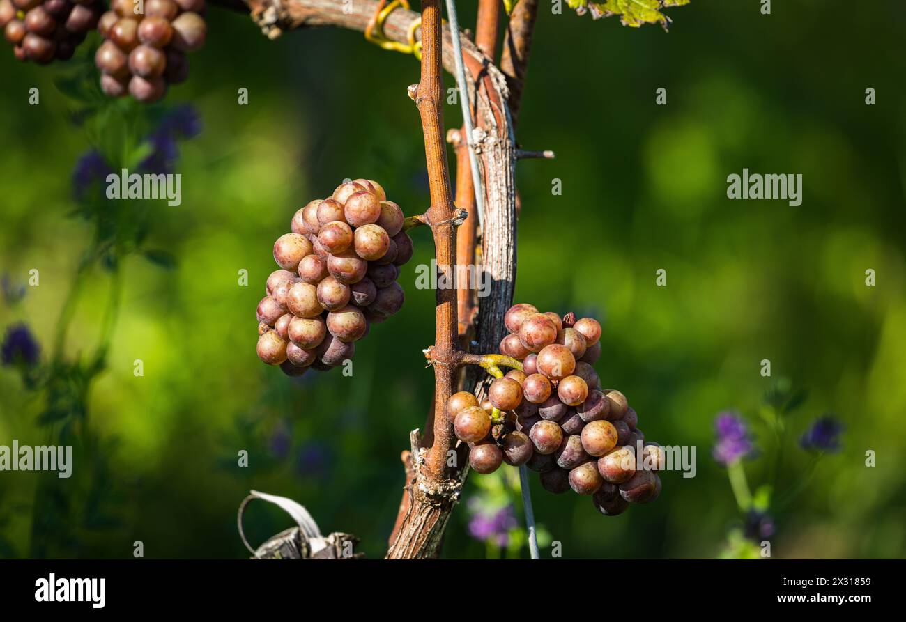 Mit der Gewürztraminer Traube wird eine spezieller Weiswein produziert. Sie gehört zur sorte der weissen Weintrauben. Hier wird sie im Rafzerfeld ange Stock Photo