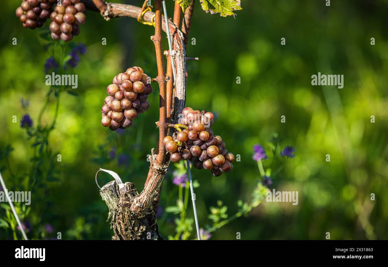 Mit der Gewürztraminer Traube wird eine spezieller Weiswein produziert. Sie gehört zur sorte der weissen Weintrauben. Hier wird sie im Rafzerfeld ange Stock Photo
