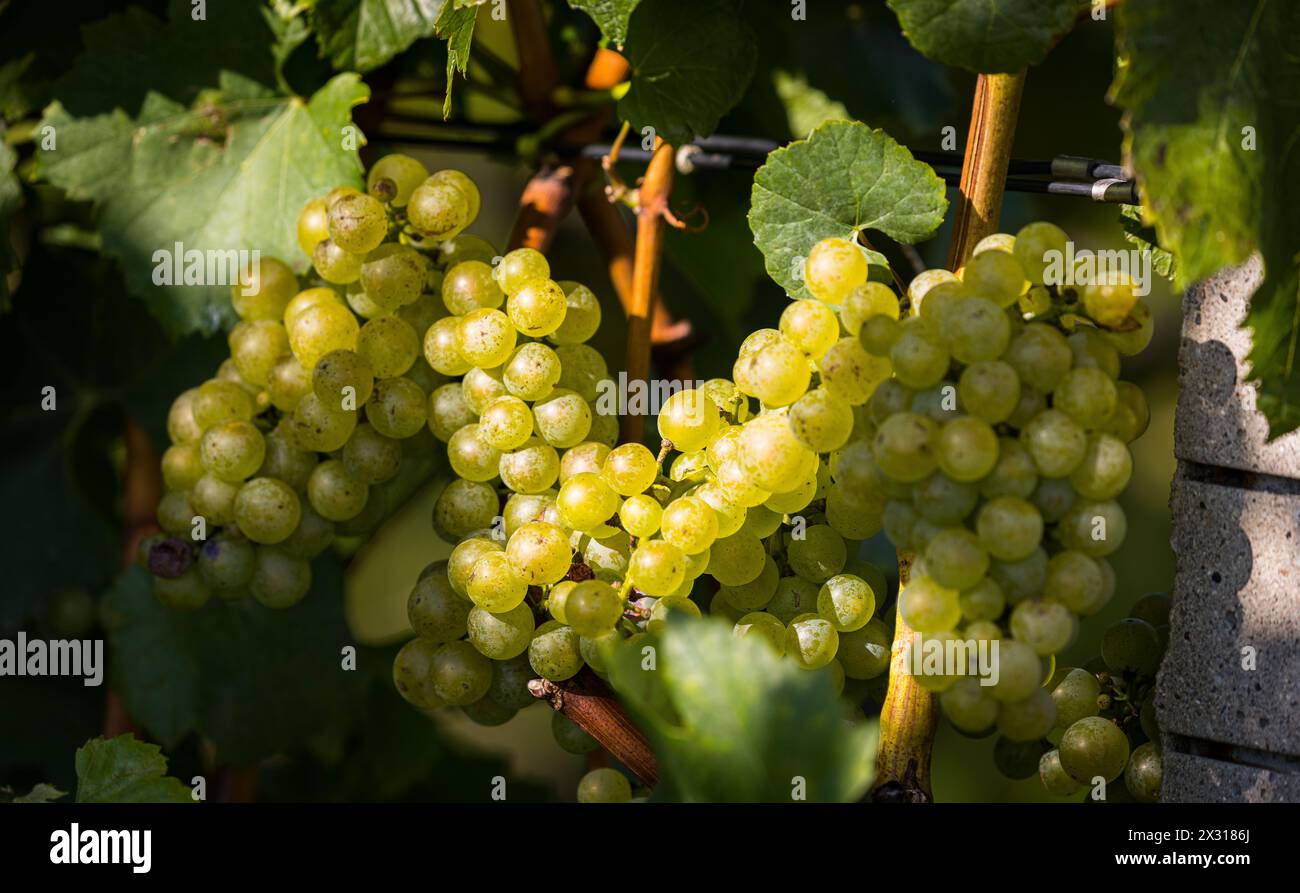 Weisse Weintrauben im Spätsommer im Rafzerfeld. Die Region ist bekannt für den Anbau von gutem Wein. (Rafz, Schweiz, 04.09.2022) Stock Photo