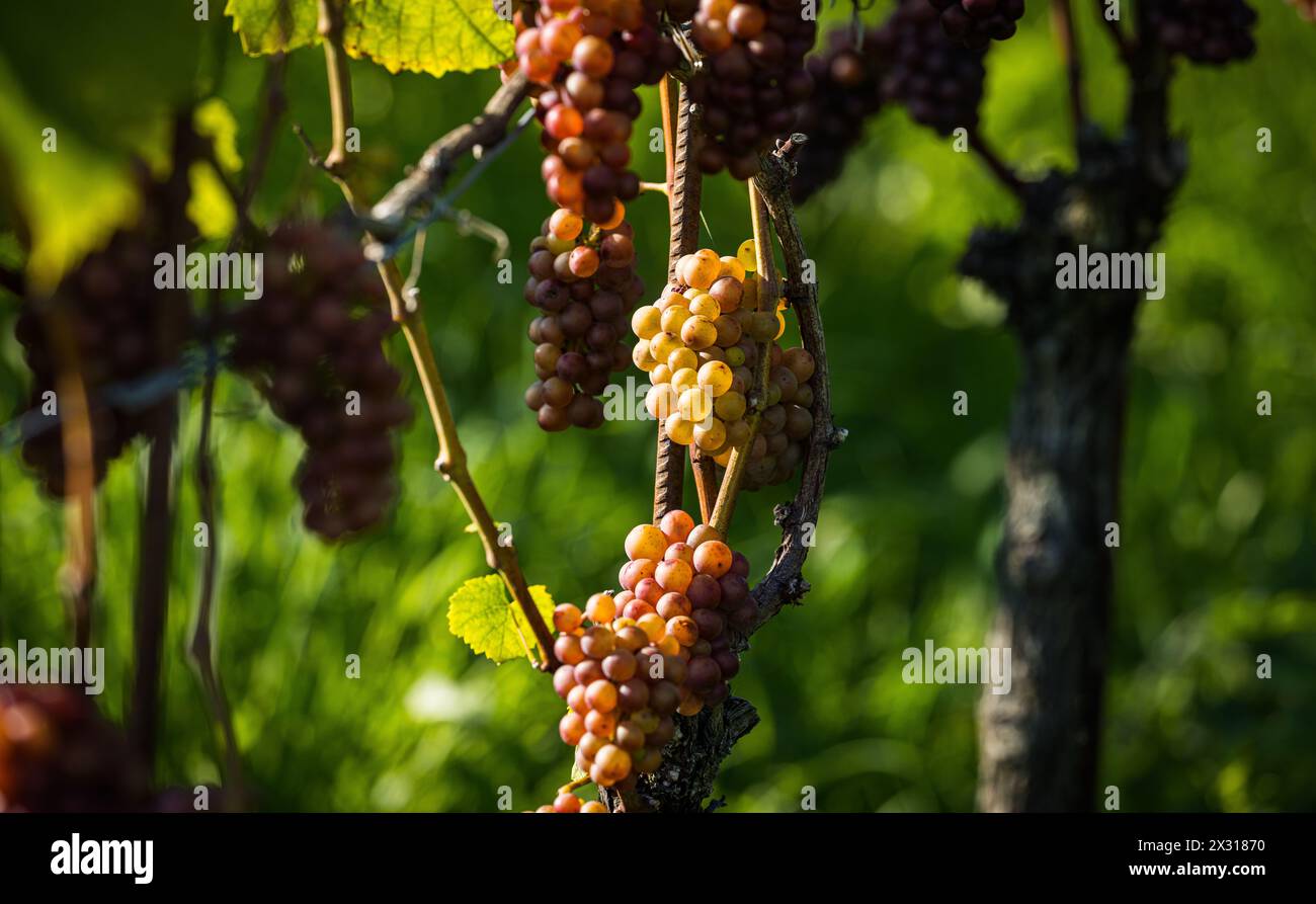 Mit der Gewürztraminer Traube wird eine spezieller Weiswein produziert. Sie gehört zur sorte der weissen Weintrauben. Hier wird sie im Rafzerfeld ange Stock Photo