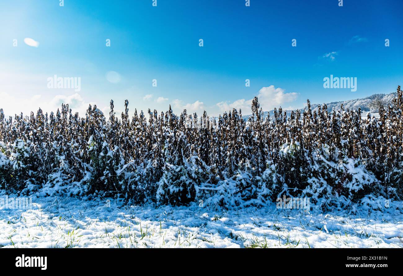 Impressionen vom ersten Schnee im Rafzerfeld. Dieser kam spät und wenig ergibig, dennoch gab es eine schöne Winterlandschaft. (Rafz, Schweiz, 11.12.20 Stock Photo
