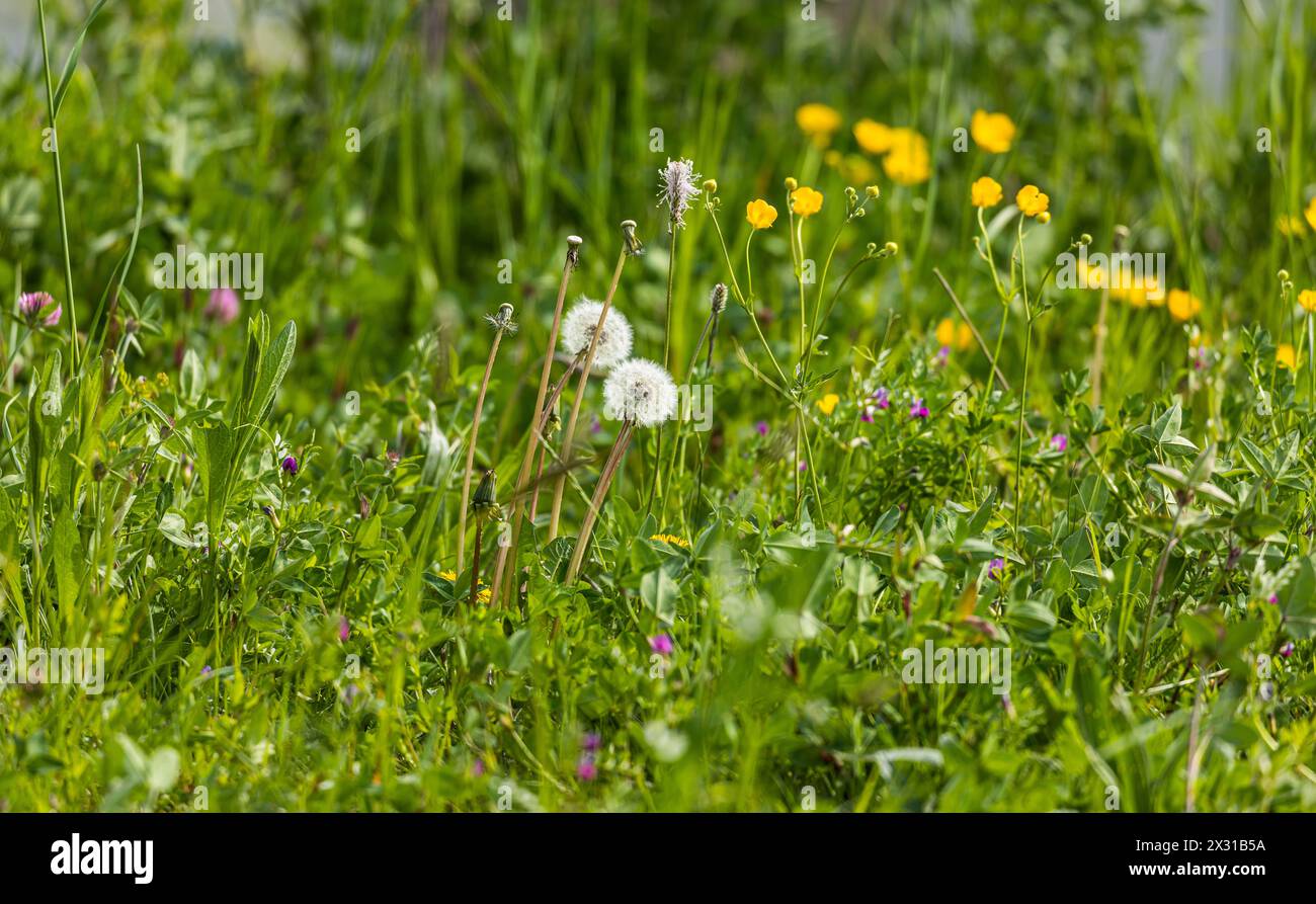 Auf einer Wiese blühen verschiedene Pflanzenarten. Der gewöhnliche Löwenzahn ist schon in Pollenform anzutreffen. (Zug, Schweiz, 01.05.2022) Stock Photo