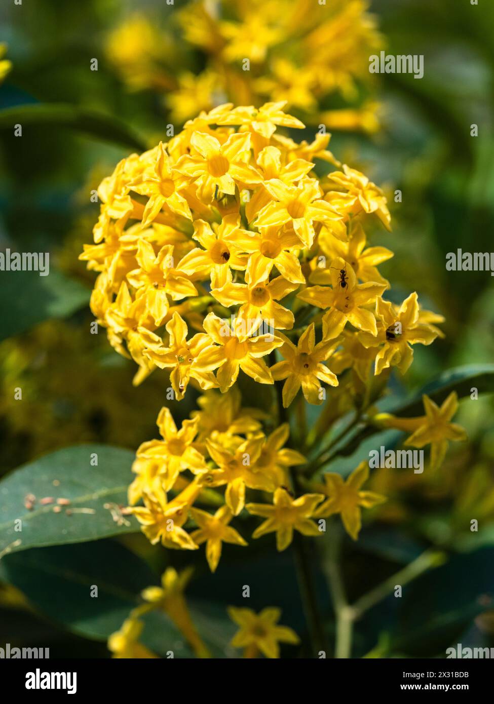 Yellow flowers in terminal clusters of the long blooming tender shrub, Cestrum aurantiacum, golden jassamine Stock Photo